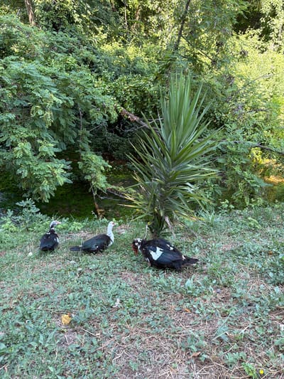 The image shows a natural outdoor scene with lush green foliage in the background and a patch of grass in the foreground. Three Muscovy ducks are present on the grass. One duck is standing on the left, facing left. Another duck is standing in the middle, facing right. The third duck is lying down on the right, facing left. A spiky plant is visible behind the ducks. The ground is covered with grass and some dry leaves. In the background, there is dense vegetation and a body of water is partially visible. The overall scene appears to be a peaceful, natural environment. The location is identified as Drama, Greece, suggesting an outdoor setting within or near this city.