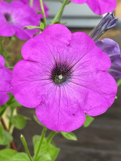 The image is a close-up, eye-level shot of a vibrant pink petunia flower in full bloom. The flower dominates the foreground, its velvety petals unfurling and displaying intricate, dark purple veins radiating from the center. The center of the flower is a deep black, with a small, light green pistil visible. To the left and slightly behind the main flower, another pink petunia is partially visible and out of focus. Behind and to the right, a dark purple, unopened bud is also visible. The background is a soft blur of green foliage and a darker, textured surface, possibly wood or a wall. The overall impression is one of natural beauty and delicate detail. There is no indication of the city of Маминское, Russia in the image.