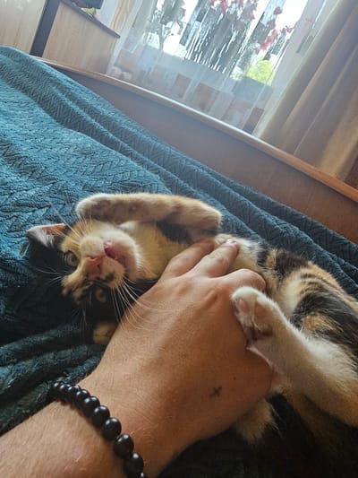 A calico cat lies on its back on a dark teal textured blanket, its paws in the air. A person's hand is seen stroking the cat's belly, with a black beaded bracelet on the person's wrist. The background shows a wooden surface and a window with sheer curtains, behind which greenery and pink flowers are visible. The scene is indoors, likely in a home in Dūkštas, Lithuania.