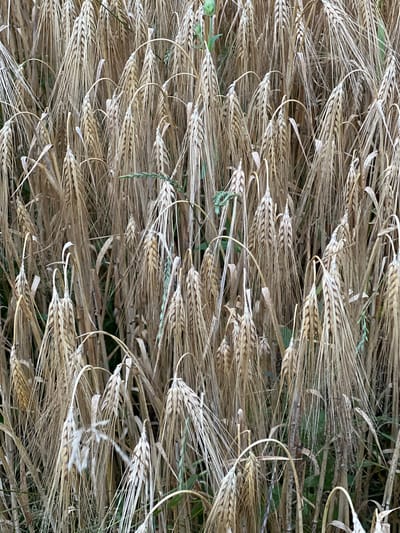 A close-up, eye-level shot shows a dense field of ripe barley stalks in Калодзежскі сельскі Савет, Belarus. The barley heads are a golden brown, with long, thin awns extending from them. Some stalks are bent over, while others stand upright. The background is a blur of green and brown, suggesting more vegetation and the natural environment of the area. There are no people or animals visible in the image, and no specific actions are taking place. The lighting is natural, indicating an outdoor scene, likely during daylight hours.
