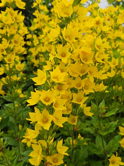 A close-up, eye-level, full outdoor shot captures a dense cluster of bright yellow flowers, likely Lysimachia punctata, in Gaivinskoe Lesnichestvo, Russia. The blossoms, with their star-like shapes and five pointed petals, are abundant, filling the frame from edge to edge. The flowers exhibit varying degrees of openness, with some fully bloomed and others still in bud. Their centers are a slightly darker yellow or reddish-brown. The stems and numerous lance-shaped green leaves provide a lush backdrop, creating a vibrant contrast with the yellow flowers. The overall impression is one of natural abundance and growth, with the soft focus on the background suggesting a natural, untamed environment. There are no people or animals present in the image. The lighting appears to be natural daylight, illuminating the flowers and foliage without harsh shadows.