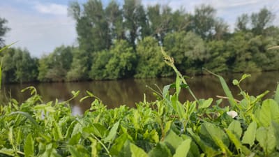 The image depicts a close-up view of lush green foliage in the foreground, with individual leaves and blades of grass clearly visible. Some of the leaves and grass blades have small water droplets on them, suggesting dew or recent rain. Beyond the immediate vegetation, a calm body of water, likely a river, stretches across the middle ground. The water has a dark, reflective surface, mirroring the sky and the trees on the opposite bank. The background is dominated by a dense line of trees, a mix of deciduous and possibly coniferous, with their green foliage creating a natural barrier. The sky above is partly cloudy, with patches of blue sky visible between scattered white clouds. The overall impression is one of a serene, natural landscape. The location is identified as Buguruslan, Russia. There are no people or animals visible in the scene.