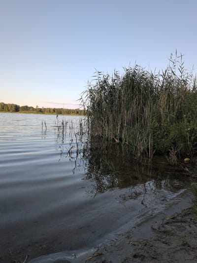 The image depicts a serene lakeside scene in Brielow, Germany, bathed in the soft light of late afternoon or early evening. The foreground is dominated by the gentle ripples of the lake's surface, reflecting the overcast sky. A sandy shore, covered with some debris and sparse vegetation, occupies the lower right portion of the frame.
To the right, a dense thicket of tall green reeds and other water-loving plants lines the edge of the lake, creating a natural barrier. These reeds are lush and appear healthy, with some lighter-colored flowers interspersed amongst them. The reflection of these reeds is clearly visible in the calm water.
In the mid-ground and background, the lake extends outwards, appearing calm and placid. Across the water, a line of trees forms a distant treeline, suggesting a forested area beyond the lake. The sky above is a pale, clear blue, gradually fading towards a lighter hue near the horizon, indicating the time of day. No people or animals are visible in the scene, contributing to the overall peaceful and natural ambiance. The overall impression is one of untouched nature and tranquility.