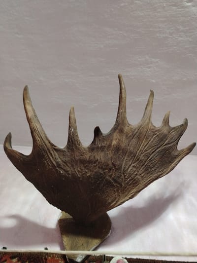 A large, weathered moose antler, mounted on a light brown, triangular base, is displayed against a textured, off-white wall in a dimly lit indoor setting. The antler is dark brown with lighter, textured striations, and several tines extend upwards and outwards from a broad, palmated main beam. The object is positioned centrally in the frame, with its shadow cast onto the wall behind it. In the foreground, a narrow strip of a colorful, textured rug is visible, and a thin, white rod runs horizontally across the bottom of the image. The scene appears to be a still-life display, likely in a home or a museum in Жернов ауылдық округі, Kazakhstan.