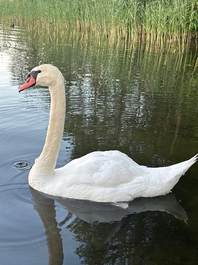 A white swan swims on a body of water, with tall green reeds growing along the bank in the background. The swan is positioned in the center of the frame, facing left. Its head is held high on a long, curved neck, and its beak is orange and black. The water is calm, with ripples around the swan. The reeds are dense and appear to be a natural landscape. The scene suggests a peaceful, natural setting.
