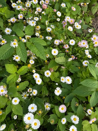 This is a close-up, top-down view of a patch of white and pink daisies with yellow centers, interspersed with vibrant green leaves. The flowers and foliage are densely packed, creating a natural, overgrown ground cover. Some of the flowers appear to be in full bloom, while others are wilting or in bud. The overall impression is one of a natural, untamed garden or meadow. The image does not contain any people or specific urban landmarks, making it impossible to determine its location within the city of Кузнецово, Russia.