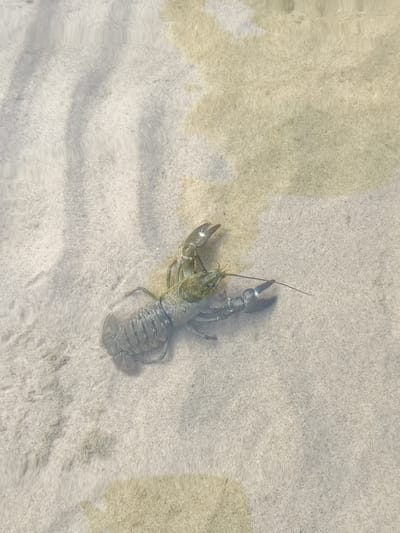 The image shows a crayfish in shallow, clear water over a sandy bottom. The crayfish is the primary subject, oriented horizontally in the frame. It appears to be alive and moving, with its claws extended and antennae visible. The sandy bottom has some lighter and darker patches, possibly due to variations in sand depth or debris. The water's surface reflects light, creating wavy patterns across the sand and obscuring the lower half of the crayfish. The overall scene is natural and tranquil. The light suggests it is daytime, likely sunny, given the reflections on the water. The location context indicates this is Motala, Sweden, which implies a freshwater environment like a lake or river. There is no visible text in the image.