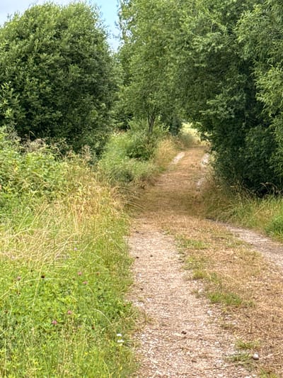 An unpaved, gravel path winds through a dense canopy of green trees and foliage. The path appears dry and worn, with patches of grass growing on either side. The overhanging branches of trees create a natural tunnel effect, obscuring the sky in places. The surrounding vegetation is lush and varied, with tall grasses and smaller plants with pink and white flowers visible along the edges of the path. The image captures a serene, natural environment within the city of Bendoriai, Lithuania, suggesting a trail or walkway through a park or wooded area.