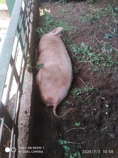 A large, pink pig lies on its side on a dirt floor within an enclosure. The enclosure is bordered by a concrete wall and a metal grate on the left side of the image. Green foliage is scattered across the dirt floor. The pig is facing away from the camera and appears to be resting. A watermark in the lower left corner reads "SHOT ON REDMI 7 AI DUAL CAMERA" and in the lower right corner the date and time are displayed as "2026/7/3 10:58". The location is identified as Khalkabad, Uzbekistan.