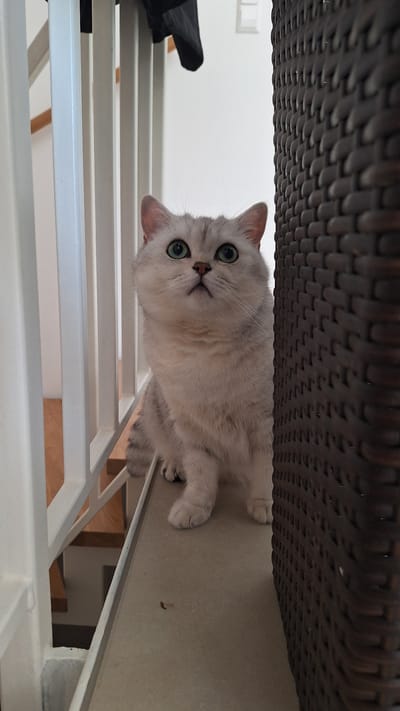 A light-colored cat with green eyes is sitting on a beige ledge next to a wicker object and a white railing. The cat is looking upwards, with its head tilted slightly. In the background, stairs and a wall are visible. The scene appears to be indoors.