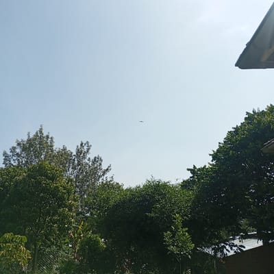 The image depicts a lush landscape beneath a clear, bright sky. A scattering of verdant trees dominates the foreground, their foliage dense and varied. A structure partially obstructs the upper right, suggesting a building or dwelling. High in the sky, a tiny bird or aircraft can be seen, almost insignificant against the vast expanse of the blue. The overall impression is one of serene natural beauty.