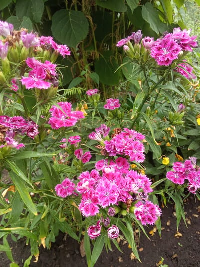 The image shows a close-up of a patch of bright pink flowers, likely dianthus, with serrated petals and white centers. The flowers are blooming in clusters on green stems, surrounded by lush green foliage. Some of the petals appear slightly wet, suggesting recent rain or dew. In the background, darker green leaves and some dried brown plant matter are visible. There are also a few small yellow flowers scattered among the foliage. The ground in the foreground is dark soil. The scene appears to be an outdoor garden or natural setting. The image does not contain any people or specific identifiable landmarks that would indicate a location in the city of Altai, Kazakhstan.