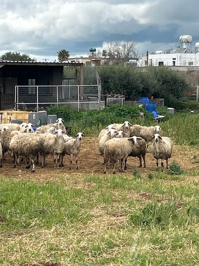 The scene depicts an outdoor rural environment in Dasaki Achnas, Sovereign Base Areas of Akrotiri and Dhekelia, under an overcast sky. Approximately 20 sheep are positioned in the foreground on a surface composed of dry soil and sparse green grass. The sheep are characterized by off-white fleece; several individuals display distinct black markings around their eyes and muzzles, with some also presenting black ears. In the midground, a dark-colored, corrugated metal structure with a light-colored roof edge and an associated metal fence is visible to the left. Dense green shrubbery occupies the central midground, behind which multiple blue plastic barrels and other indistinct containers are present. The background features a white, flat-roofed building equipped with several solar water heaters and solar panels. Various trees, including a prominent palm tree, are scattered across the distant horizon. No human subjects or direct interactions are visible.