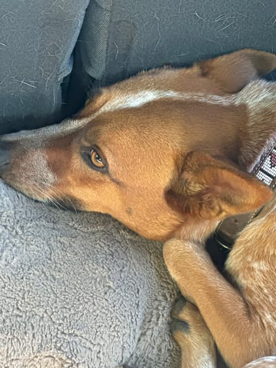 In Rancho Murieta, United States, a dog with reddish-brown and white fur is depicted lying on its left side. Its head rests on a light grey, soft, textured fabric, likely a blanket or cushion. The dog's left eye, amber in color, is open and directed towards the left of the frame. A white beaded collar with red and dark geometric patterns is visible on its neck, along with a brass or gold-toned metal ring. Behind the dog's head, a darker grey, upholstered surface, possibly a car seat or couch, is present, displaying numerous loose light-colored fibers. The dog's right front paw is visible, tucked beneath its body.