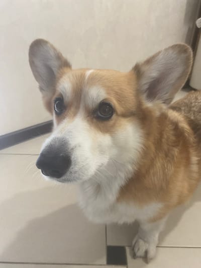 The image is an upward-angle, close-up shot of a corgi. The dog is primarily tan and white with dark eyes and a black nose. Its ears are large and upright. The dog is looking directly at the camera with an alert expression. The background appears to be a tiled floor, possibly in a home. The lighting suggests it could be indoors during the day. There is no visible text in the image.