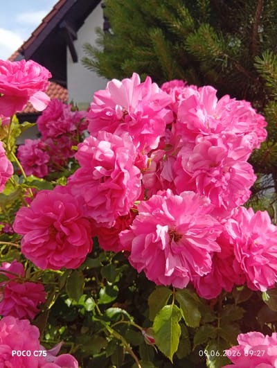 The image displays a cluster of bright pink roses in full bloom. The roses are densely packed, with many petals creating a voluminous effect. Some of the roses are fully open, revealing their intricate inner structures, while others are partially closed. Lush green leaves are interspersed among the flowers, adding a vibrant contrast to the pink hues. In the background, a portion of a building with a brown-tiled roof and white siding is visible, along with the dark green needles of a coniferous tree, suggesting an outdoor setting, likely a garden. The lighting indicates it is daytime, with sunlight illuminating the petals. The bottom left corner of the image shows the text "POCO C75", likely indicating the phone model used to capture the photo. The bottom right corner displays a date and time stamp: "09.06.2026 09:27". While the specific location is not visible in the image, it is stated to be Wilczyce, Poland. There are no people or animals present in the image.