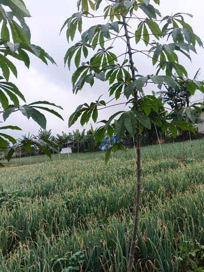 The image displays an agricultural scene located in Clacuc, Timor-Leste, under an overcast, light grey sky. In the immediate foreground and mid-right, a tall, slender plant with large, multi-lobed green leaves, consistent with a cassava plant, stands vertically. Additional cassava leaves are partially visible along the left and top edges of the frame. The central and lower portions of the image are dominated by an expansive field of dense, upright, green leafy plants, resembling an onion or scallion crop. Many of these plants exhibit browning or yellowing on their leaf tips. Thin, vertical wooden stakes are interspersed throughout the field. The background consists of a line of dense, tropical foliage, including plants consistent with banana trees, partially obscuring a few distant structures. A white-sided building is faintly visible to the left of the background vegetation, and a blue tarp-like material is discernible further to the right. No human subjects or discernible actions are observed in the scene.