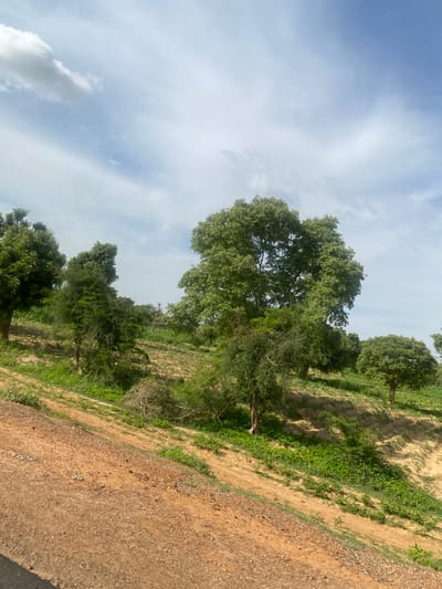 The image shows a rural landscape in Kwanar Garko, Nigeria. The foreground is dominated by a reddish-brown dirt road or path, angled from the lower left to the middle right of the frame. This path is textured with small stones and pebbles. Beyond the path, the terrain slopes upwards and to the right, covered in patches of green vegetation and bare earth. Several trees with lush green foliage are scattered across the hillside. The largest tree stands prominently in the mid-ground, with a wide canopy. Further back, more trees are visible, as well as areas of agricultural cultivation, indicated by rows of green plants. The sky above is a pale blue with scattered white clouds, suggesting daytime with fair weather. The overall scene depicts a natural, possibly agricultural setting within the Nigerian countryside. There are no people or animals visible in the image.