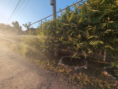 The image presents a roadside scene in Жаңа Қуат, Kazakhstan. Dominating the view is dense green vegetation lining the road, appearing overgrown and interspersed with a utility pole and metal crossbars. A small tree is encircled by a ring of rocks. The road itself is unpaved, composed of compacted dirt and gravel. Sunlight floods the left side of the frame, creating a hazy, bright area with lens flare. In the distance, the edge of a building is visible behind the trees. Overhead, power lines stretch across the top of the frame against a clear blue sky.