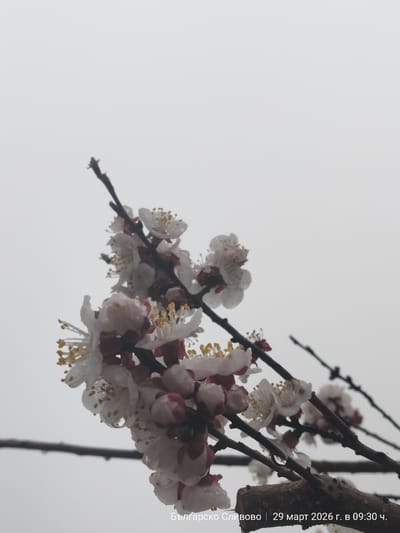 The image shows a branch of flowering tree, with white blossoms tinged with pink at the base of the petals. The blossoms are clustered tightly together, with visible yellow stamens in the center of each flower. Some water droplets are present on the petals. The branches are dark brown and appear to be wet. The background is a uniform gray, suggesting an overcast or foggy day. At the bottom of the image, text reads "Българско Сливово | 29 март 2026 г. в 09:30 ч." which translates to "Balgarsko Slivovo | March 29, 2026 at 09:30". This indicates that the image was taken in the town of Balgarsko Slivovo, Bulgaria.