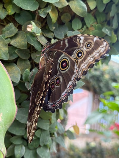 A close-up, eye-level shot captures a large brown butterfly perched on green foliage. The butterfly's wings are open, revealing intricate patterns of brown, beige, and black, with several prominent eyespots. The largest eyespots are on the upper wings and feature concentric circles of yellow, black, and red. The butterfly's body is dark brown, and its antennae are visible, extending forward. The background is a soft blur of green leaves and hints of pinkish-red structures, suggesting an outdoor environment, possibly a garden or conservatory. The image is sharpest on the butterfly and the immediate foliage it rests upon. The location is stated to be Icod De Los Vinos, Spain, implying this is a natural or cultivated setting within that locale. There are no people or actions depicted in the image.