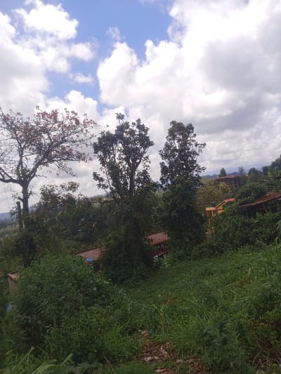 This image depicts a panoramic view of a densely vegetated, hilly landscape in Kangema, Kenya, under a partly cloudy sky. The upper third of the frame shows a blue sky with scattered, fluffy white cumulus clouds. The midground and foreground are dominated by lush green foliage.

Specifically, a large deciduous tree with reddish-brown foliage or blossoms occupies the upper left quadrant. To its right, two tall, slender evergreen trees with dark green leaves stand prominently. Below and around these trees, the terrain slopes downwards, covered by a thick growth of varied green grasses and shrubs.

Several structures are partially visible within the midground, nestled amongst the dense vegetation. These buildings feature distinct terracotta-colored or red-tiled roofs. One such building is more clearly discernible in the mid-right, while others are largely obscured. In the immediate foreground, a small patch of exposed soil and debris interrupts the green ground cover. No individuals, animals, specific objects of interest, actions, or interactions are visible within the frame. The lighting suggests daytime conditions.