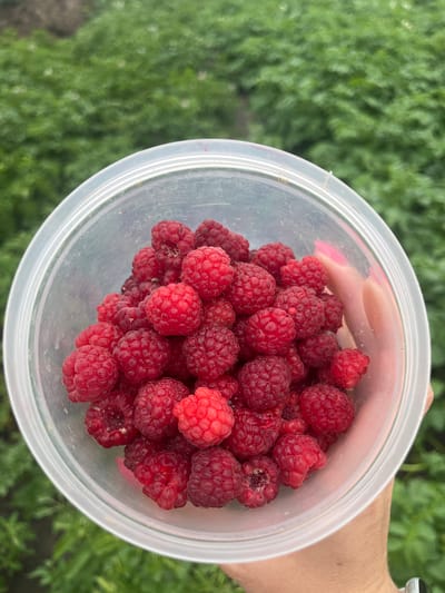 A close-up, top-down shot captures a clear plastic container filled with ripe raspberries. The container is held by a person whose hand, with bright pink nail polish, is visible on the right side of the frame. The background is a blur of lush green foliage, indicative of an outdoor setting, possibly a farm or garden. The overall impression is one of fresh, freshly harvested fruit. The image does not contain any specific indicators of the city of Sukhrinskoe, Russia.