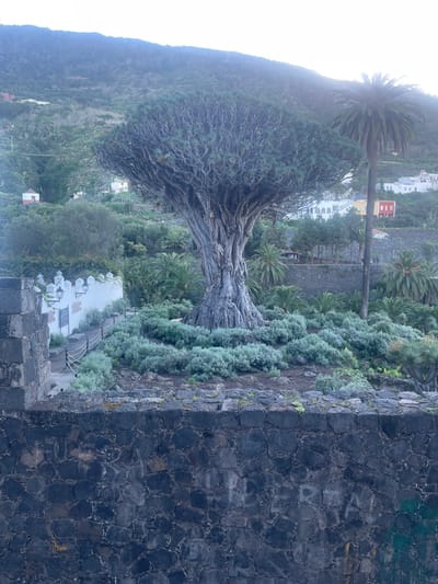 An ancient dragon tree dominates the frame, its gnarled branches reaching skyward against a misty mountain backdrop. Lush green vegetation thrives at its base, bordered by a dark, stone wall. In the distance, glimpses of white buildings and palm trees suggest a small town nestled amidst the landscape. The image showcases the striking contrast between natural and man-made elements.