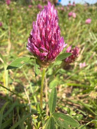 In Saulkalne, Latvia, a close-up shot focuses on a vibrant purple clover flower in a grassy field. The clover's intricate petals are a rich fuchsia, with hints of lighter pink and white towards the tips. A slender green stem supports the bloom, and several trifoliate green leaves are visible, one with a small, light-brown insect perched on its surface. The background is a soft blur of more clover blooms and green grass, suggesting a sunny day in a natural outdoor setting. The image has a shallow depth of field, drawing attention to the foreground flower.