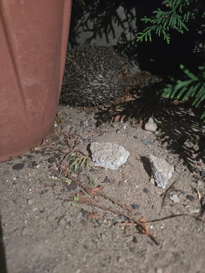 A hedgehog is located between a plastic tub, green foliage, and a patch of ground composed of sand, rocks, and debris in Zirndorf, Germany.