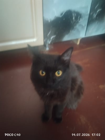 A black cat with yellow eyes sits on a brown wooden floor, looking at the camera. Behind the cat, a cream-colored cabinet is partially visible on the left, and a wall with a marbled pattern is on the right. The bottom left corner of the image shows "POCO C40," and the bottom right corner displays the date "14.07.2026 17:02." The location is stated to be in Letno-Hvalinskoe, Russia.