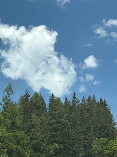 The image shows a dense forest of coniferous trees under a bright blue sky dotted with white clouds. The trees are tall and lush, with their branches forming a thick canopy. The sky is a vibrant blue, with a few fluffy white clouds scattered across it. One large cloud in particular is prominent, occupying the upper left portion of the frame. The scene appears to be set in a mountainous region, given the density and type of trees. This image is located in Vallorcine, France. There are no people or animals visible in the image.