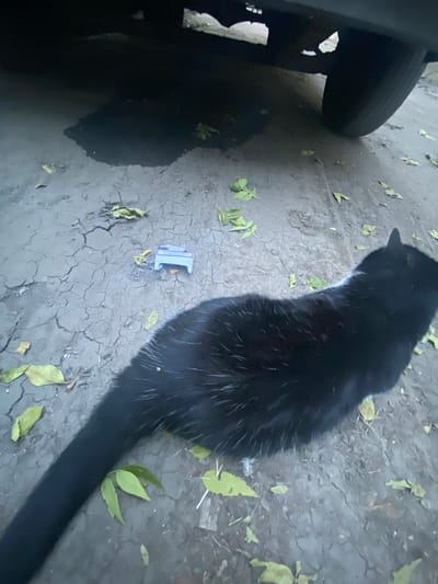 A black and white cat is sitting on cracked asphalt near the undercarriage of a vehicle. Several green and yellow leaves are scattered on the ground. A small, light blue object, possibly a pill dispenser or a small box, is positioned on the asphalt near the cat. The scene is outdoors, with the tire of a vehicle visible.