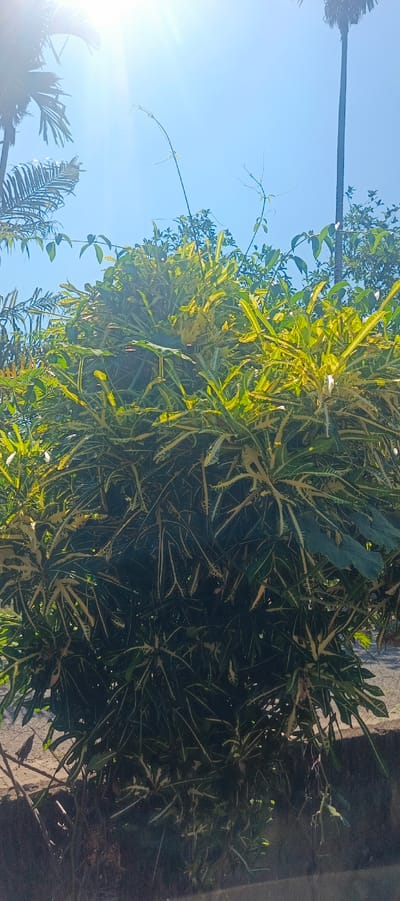 A sun-drenched, outdoor scene features a dense, leafy plant with variegated green and yellow foliage prominently in the foreground. The plant has an upward, bushy growth habit, with leaves displaying a mix of deep green and bright yellow streaks. Above and behind the plant, a clear, bright blue sky dominates, with visible sun glare indicating a sunny day. Silhouetted against the sky are the tops of palm trees and a tall, thin pole, possibly a utility pole or flagpole, to the right. The lower portion of the image shows a textured, dark surface, possibly a wall or raised planter, with some dry, thin branches and debris at its base. The overall impression is a vibrant, tropical environment bathed in strong sunlight. The location is identified as Pulodrienbeukah, Indonesia.