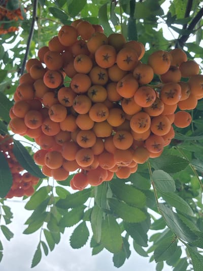 This is a close-up, low-angle outdoor shot of a cluster of ripe Rowan berries hanging from a tree. The berries are small, round, and a vibrant orange color, with some showing a slight indentation and star-like pattern at the top. They are densely packed together in a pendulous formation. Green leaves of varying sizes and shapes, some with serrated edges, surround the berries and frame the bottom half of the image. The background is a bright, overcast sky. The image appears to have been taken in a natural setting, likely a park or a residential area with trees, possibly in or near the city of Novoishimskoye, Kazakhstan, given the context. There are no people or animals visible in the frame.