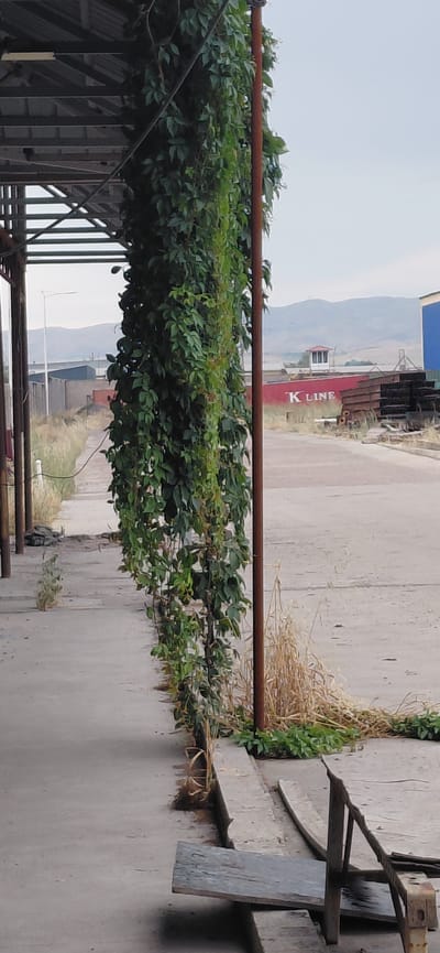 The image shows an outdoor industrial or storage area with a paved ground surface. A tall, thick vine with dense green leaves is growing vertically along a rusted metal pole in the foreground, extending from near the ground to above the frame. The vine is partially obscuring a covered structure with a corrugated metal roof supported by metal beams and poles on the left side of the image.

In the background, a large red shipping container or building with "K LINE" written in white lettering is visible. To the right of the "K LINE" container, there are stacks of metal materials, possibly beams or pipes, and part of a blue structure. Further in the background, mountains or hills are seen under a hazy sky. A small white structure with a red roof, resembling a guard tower or lookout post, is situated on top of the red "K LINE" structure. The ground is uneven and appears to be a mix of concrete and dirt with some dry grass and debris. There are no people visible in the image. The scene suggests a working or storage environment, potentially a port or industrial yard, in the city of Ohangaron, Uzbekistan.