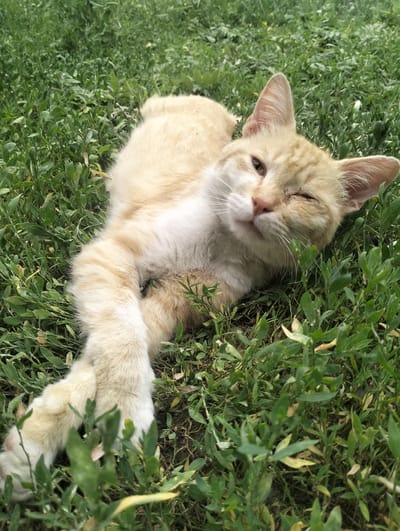 A ginger and white cat lies on its side in green grass, with its front paws crossed. The cat is winking with its right eye. The background consists of dense green vegetation. The scene is outdoors, possibly in a park or garden within the city of Қарғалы, Kazakhstan.