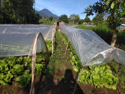 The image displays an agricultural field located in Ban Naduan, Laos, under a clear blue sky. In the foreground and mid-ground, multiple rows of low-profile crop tunnels are visible. These tunnels consist of clear plastic sheeting draped over arched bamboo frames, secured at various points. Beneath the plastic, dense rows of light-green leafy vegetables, consistent with lettuce, are cultivated in dark soil. A narrow dirt path separates some of the planted sections. To the right, a small tree with green foliage stands next to the cultivated area. In the mid-distance, a utilitarian structure, possibly a shed, with a light-colored roof is partially visible. The background features extensive green foliage, forested hills, and a prominent, dark mountain peak against the bright sky. No individuals are depicted, but a human shadow is cast onto the ground in the lower-left foreground.