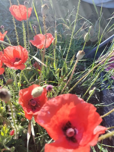 In Kudashivka, Ukraine, a close-up, low-angle shot captures vibrant red poppies amidst lush green foliage and tall grasses. The sunlight filters through the leaves, creating a soft, natural illumination. Several poppies are in full bloom, their delicate petals unfurling to reveal dark centers. Other poppy buds, some green and some dried, are visible on hairy stems, interspersed with seed pods. The background is a blur of green and gray, suggesting an outdoor setting with a hint of what appears to be a textured surface, possibly a piece of fabric or ground cover. The overall impression is one of natural beauty and the delicate cycle of plant life.