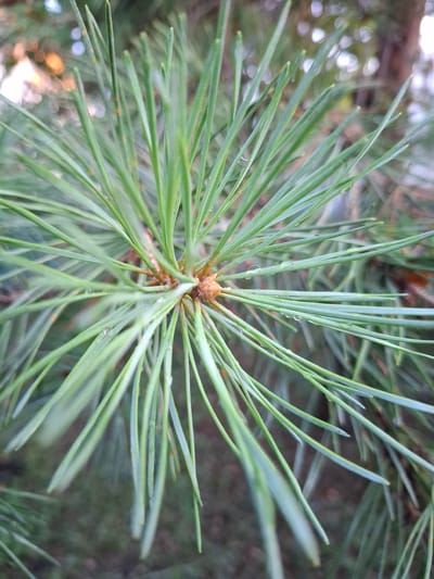 The image shows a close-up view of pine needles. The needles are long, slender, and green, with some appearing to have small water droplets on them. They radiate from a central point, which appears to be a bud or a developing cone, exhibiting a reddish-brown hue. The background is out of focus, with blurred shapes of green foliage and hints of sunlight filtering through. The overall impression is a naturalistic scene, likely an outdoor environment. The location is identified as Булаев қалалық әкімдігі, Kazakhstan.