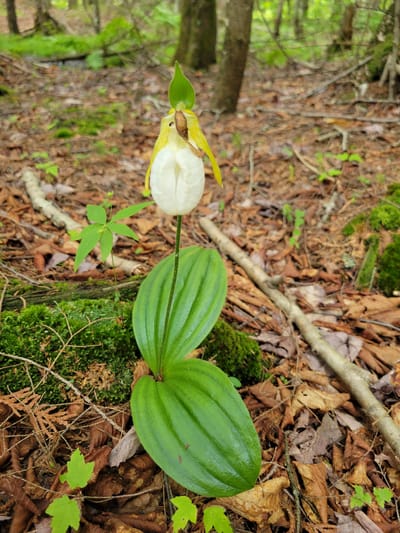 This is a vertical, eye-level shot of a single orchid in a forest. The orchid has a white pouch-like labellum and two greenish-yellow petals that arc backwards. It has two large, ribbed green leaves at its base and a slender green stem. The orchid is in focus, positioned slightly left of center, while the forest floor is out of focus. The ground is covered with fallen leaves, twigs, and moss. The background consists of blurred trees and green undergrowth. The scene appears to be in a natural forest environment, likely in Saint-Alban, Canada, given the context. There are no people or animals visible in the image.