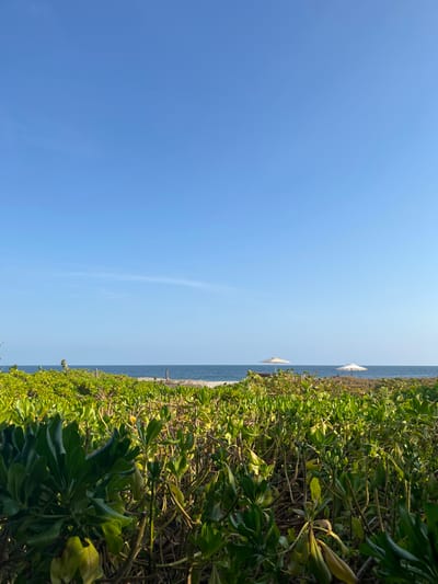 The image shows a view of the ocean from a beach in San Isidro Llano Grande, Mexico, located at coordinates 15.939 latitude and -97.279 longitude. The image is taken from behind a dense thicket of green foliage, revealing a glimpse of the blue ocean in the distance. Two white beach umbrellas can be seen on the beach, which is obscured by the foliage in the foreground. The sky is a clear blue with no clouds.