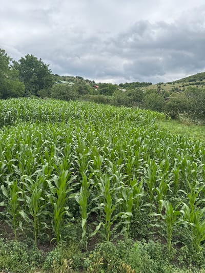 A field of young corn stalks stretches across the foreground of the image, their vibrant green leaves reaching upwards. In the middle ground, rolling hills are dotted with trees and a few small buildings with red and green roofs. The sky above is overcast with heavy, gray clouds. The scene appears to be a rural landscape in Tandzia, Georgia.