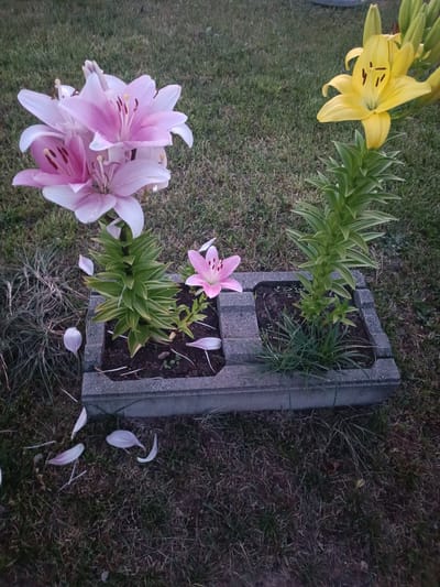 In the city of Tokarnia, Poland, a close-up, high-angle shot captures a concrete planter box containing various lily plants on a grassy area. The planter box is divided into two sections, each with soil and plants. In the left section, a cluster of large pink lilies with dark stamens are in bloom, with several fallen petals scattered on the grass. To the right of these, a single pink lily is in bloom, and a tall green stalk with developing buds is visible. The right section of the planter box has a taller stalk with more developed buds and leaves, and in the background, a bright yellow lily is in bloom with several buds. The surrounding environment is a lawn with sparse dry grass and some fallen petals on the ground. The lighting suggests it is either early morning or late evening. There are no people visible in the image.