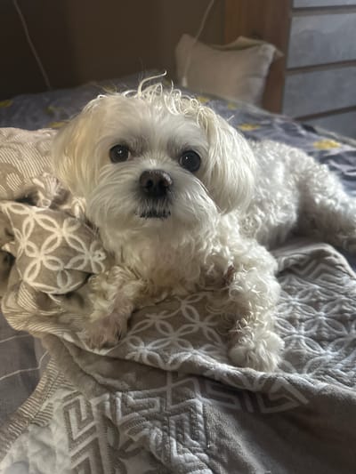This media file features a close-up, overhead shot of a small, white, fluffy dog lying on a bed. The dog, which appears to be a breed like a Maltese or Bichon Frise, is positioned on its back, with its head tilted slightly upwards. Its fur is curly and long, framing its face. The dog has dark, round eyes and a dark nose. It is nestled amongst a pile of blankets and throws. One blanket is a light grey with a repeating circular, floral-like pattern in white. Another visible blanket is beige and white with a geometric pattern. The background shows a hint of a grey and yellow striped duvet or comforter, and a dark brown surface that might be a bedside table or wooden furniture.

The lighting suggests it is daytime, possibly indoors due to the diffused light. There are no visible signs of weather or external conditions. The dog's expression is gentle and relaxed, with its eyes looking towards the camera, possibly indicating curiosity or a calm demeanor. The scene evokes a sense of comfort and domesticity, suggesting the dog is in its home environment. No text is visible in the image. The location context of Kumertau, Russia, does not provide any specific visual cues within the image itself.