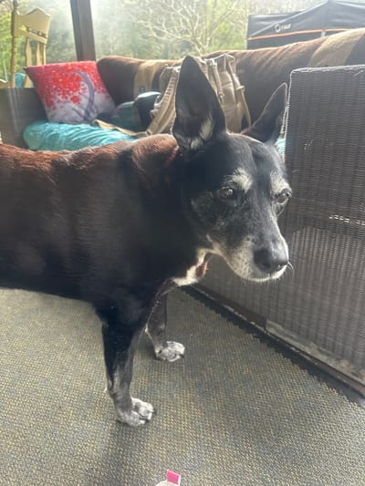 A medium shot photograph, taken in a vertical orientation, shows a black and white dog lying on a textured carpeted surface. The dog's fur is predominantly black with white markings around its muzzle, eyes, and chest. Its ears are large and pointed, and it is looking upwards and to the right of the frame. The dog's paws, which are visible, have greyish-white fur.

In the background, to the left of the dog, there are several objects. A brown and tan blanket is draped over something, and a tan bag with metal clasps is visible. Beyond these items, there is a glimpse of a window with greenery outside, suggesting an outdoor or indoor space with a view. A wooden chair with decorative spindles is also partially visible. Further to the left, a black object with an orange stripe and white text appears to be a bag or piece of luggage.

The lighting suggests it is daytime, possibly late morning or early afternoon, with natural light coming from the left. The overall mood is relaxed, with the dog appearing calm. There is no discernible text other than the partial view of white text on the black object in the background. The scene appears to be a casual, domestic setting.