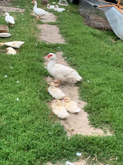 The image depicts an outdoor scene with several white ducks and ducklings on a grassy area with a dirt path. In the background, a metal wheelbarrow and a wire enclosure are visible. The environment appears to be rural, possibly a farm or backyard. The specific location in the city of Званка, Russia, cannot be determined from the visual information alone.