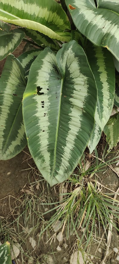 A close-up, eye-level shot focuses on a cluster of large, ovate leaves of a plant with prominent parallel veins and a striking variegated pattern of deep green and lighter green stripes. Some of the leaves have small, irregular holes, possibly from insect damage. The leaves are arranged in a dense, overlapping manner, suggesting a lush undergrowth. The ground beneath the leaves is visible, showing dry, cracked earth interspersed with tufts of sparse, dry grass and a few scattered small stones. The lighting appears to be natural daylight, casting subtle shadows and highlighting the textures of the leaves and the ground. No people or animals are present in the frame. The scene is situated outdoors, likely in a garden or natural area, as indicated by the plant life and soil. The context of Meunyematangubi, Indonesia, suggests a tropical or subtropical environment where such foliage would thrive.