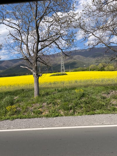The image depicts a rural scene. A large tree, mostly bare of leaves, is in the foreground. Beyond the tree is a vibrant yellow field, likely rapeseed flowers, stretching towards mountains in the distance. A power line tower is visible in the middle ground within the field. The sky is blue with scattered white clouds. To the right of the field is a strip of green grass and a gray asphalt road. The location is claimed to be near Pevtsite, Bulgaria, but without additional details from the image, confirmation is impossible. There are no people visible in the image.