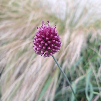 A single, round, deep pink flower head with many small petals is in focus against a blurred background of dry, straw-colored grasses and green foliage. The flower is on a thin, light green stem. The background suggests an outdoor natural setting, possibly a park or garden. There is no indication of the city of Mechelen, Belgium within the image.